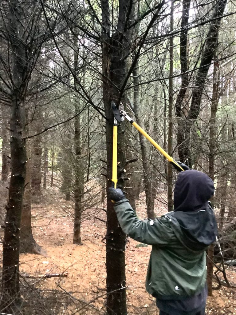 The image shows the back of a young person wearing winter clothes and a hoodie. They are using large cutters to trim branches above head height to clear a path. There are many other conifer trees in the background.